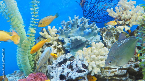 Closeup of colorful tropical fishes swimming in aquarium