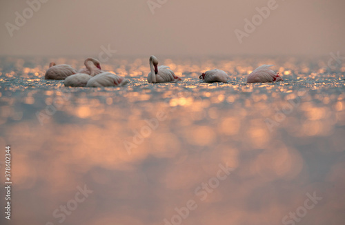 Greater Flamingos in the morning hours with dramatic refleciton, Asker coast, Bahrain