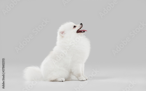 Like a clouds. Spitz little dog is posing. Cute playful white doggy or pet playing on grey studio background. Concept of motion, action, movement, pets love. Looks happy, delighted, funny.