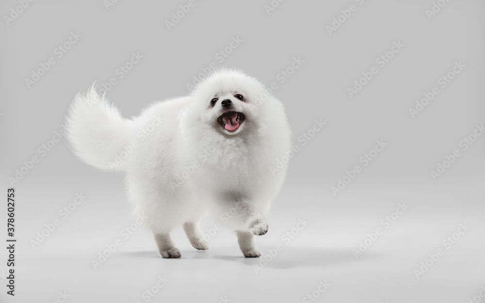 Crazy happy. Spitz little dog is posing. Cute playful white doggy or pet playing on grey studio background. Concept of motion, action, movement, pets love. Looks happy, delighted, funny.
