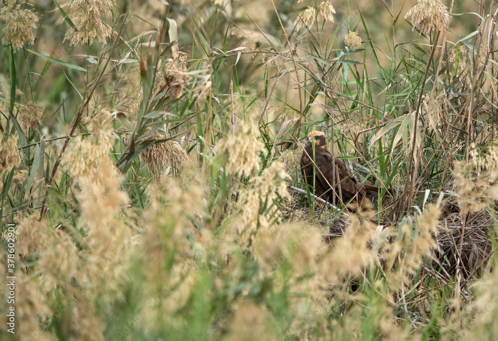 Eurasian Marsh harrier perched on the grasses of  Asker Marsh, Bahrain