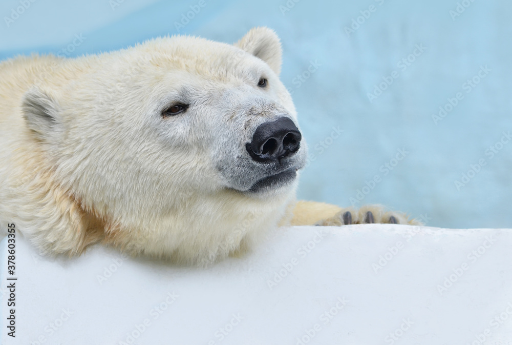 polar bear in zoo polar bear in zoo