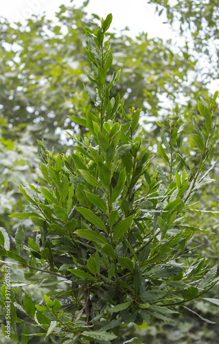 Wallpaper Mural green Laurel branch in its natural habitat is used as a spice Torontodigital.ca