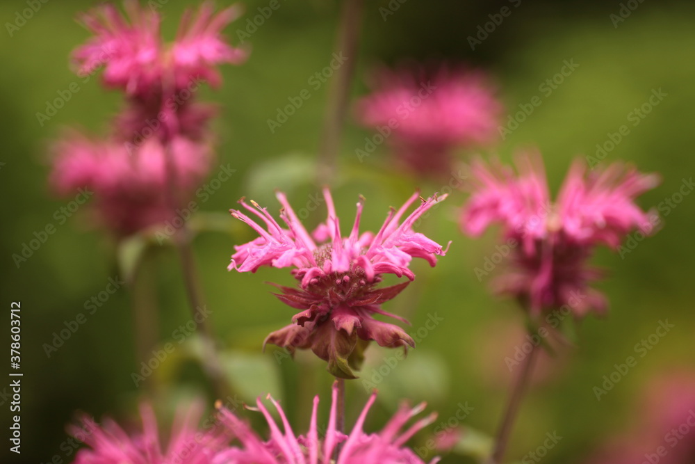 Obraz premium 蜜源植物のタイマツ花