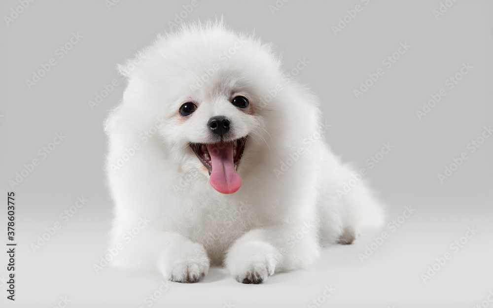 Crazy happy. Spitz little dog is posing. Cute playful white doggy or pet playing on grey studio background. Concept of motion, action, movement, pets love. Looks happy, delighted, funny.