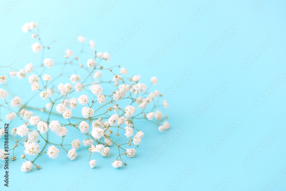 spring bouquet of gypsophila white flowers over pastel blue background spring bouquet of gypsophila white flowers over pastel blue background
