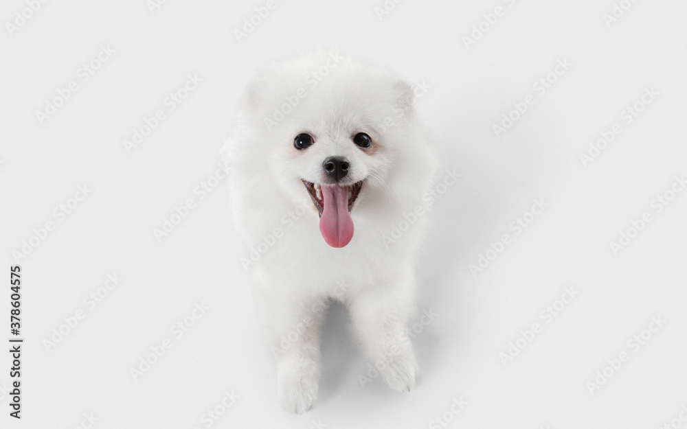 Attented, smiling. Spitz little dog is posing. Cute playful white doggy or pet playing on white studio background. Concept of motion, action, movement, pets love. Looks happy, delighted, funny. Attented, smiling. Spitz little dog is posing. Cute playful white doggy or pet playing on white studio background. Concept of motion, action, movement, pets love. Looks happy, delighted, funny.