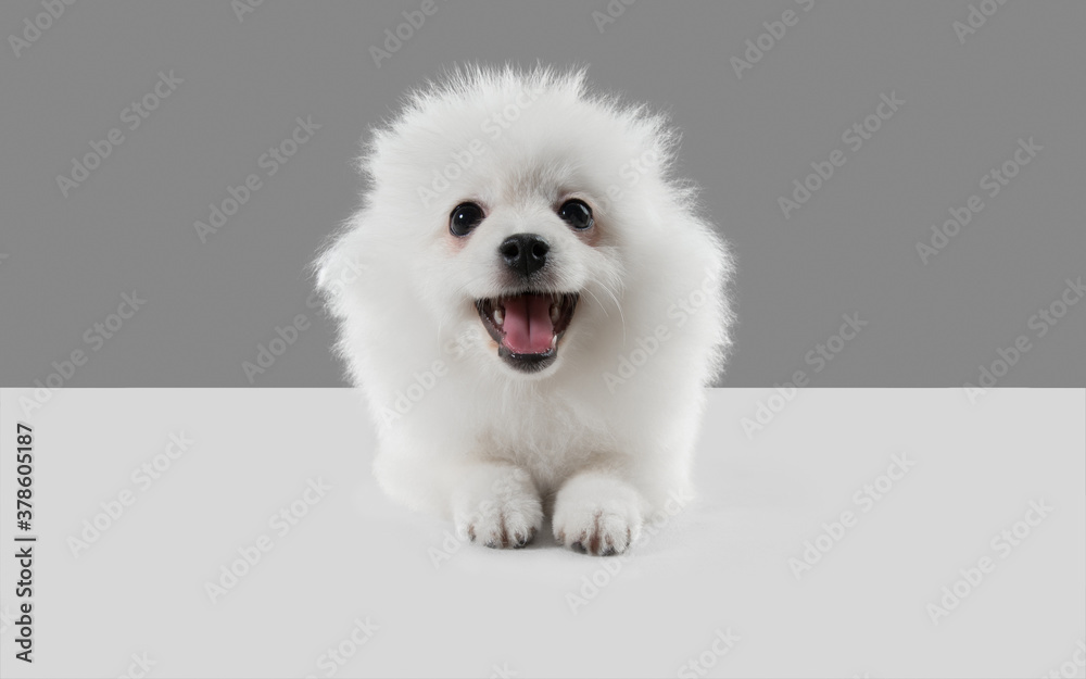 Smiling cute. Spitz little dog is posing. Cute playful white doggy or pet playing on grey studio background. Concept of motion, action, movement, pets love. Looks happy, delighted, funny.