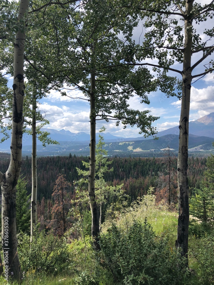 Obraz premium trees in the mountains