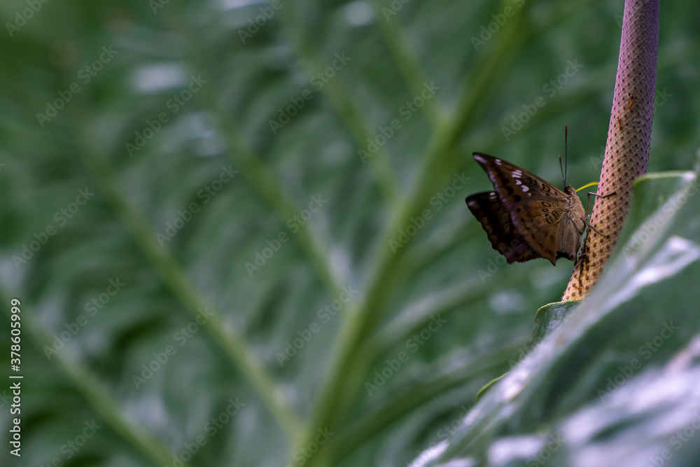 a butterfly perched on taro (caladium) leaf texture background