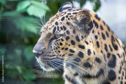 Close up portrait of a leopard © TATIANA