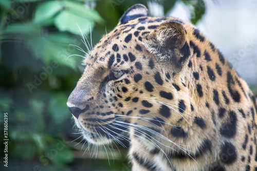 Close up portrait of a leopard