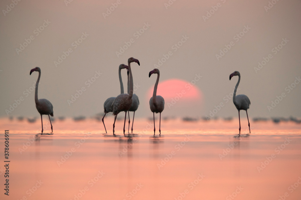 Obraz premium Greater Flamingos and beautiful sunrise at Asker coast, Bahrain