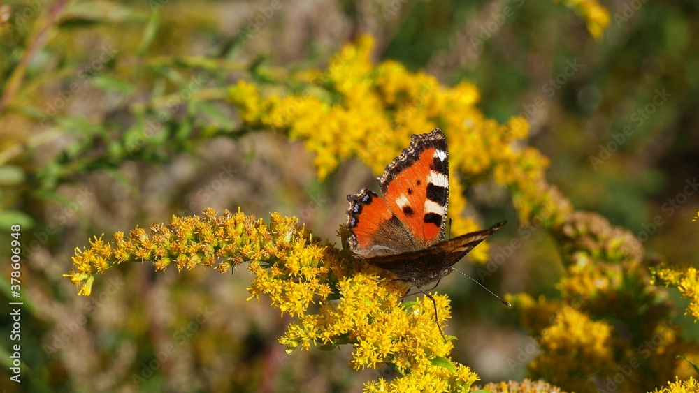 Obraz premium A butterfly eats nectar on a yellow flower.