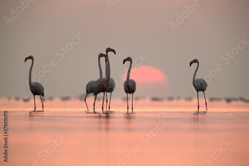 Greater Flamingos and beautiful sunrise at Asker coast  Bahrain