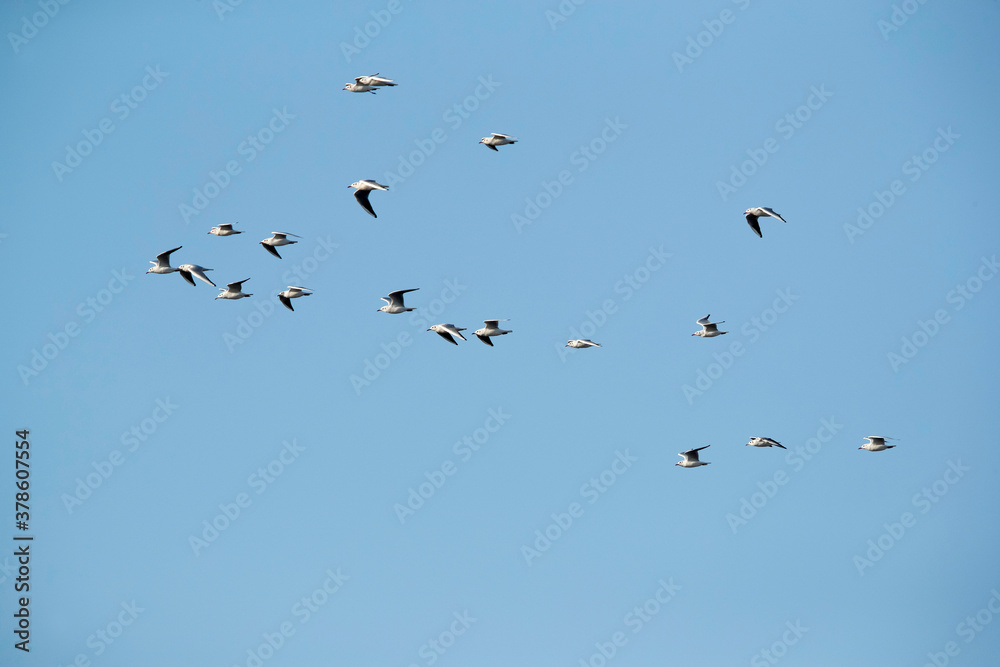 Black-headed gull flying in morning light Black-headed gull flying in morning light