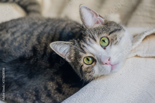 An adult tabby cat is lying on a light blanket. Selective focus, close-up. Cat day
