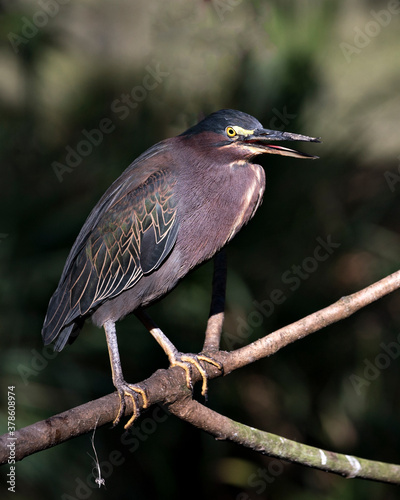 Green Heron Stock Photos. Perched on a branch displaying blue feathers, body, open beak, head, eye, feet with a blur background in its environment and habitat. Image. Picture. Portrait.