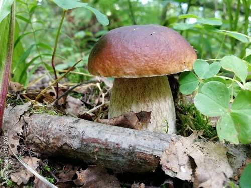 Popular mushroom in the woods.