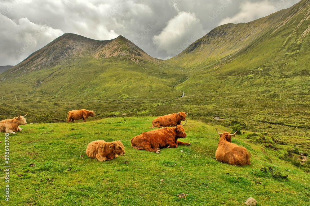 The Highland cows - Scottish breed of rustic cattle in Scotland The Highland cows - Scottish breed of rustic cattle in Scotland