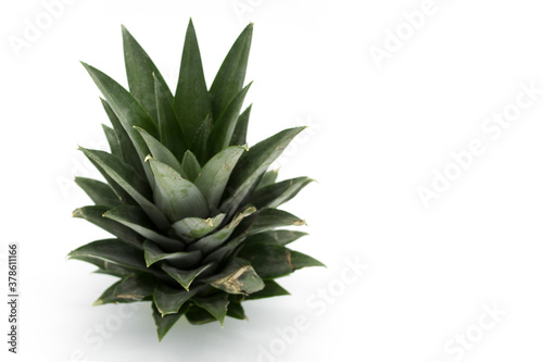 Pineapple crown isolated on white.