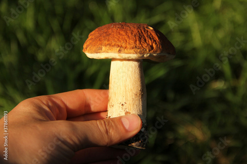 White mushroom in hand close up. Boletus edulis