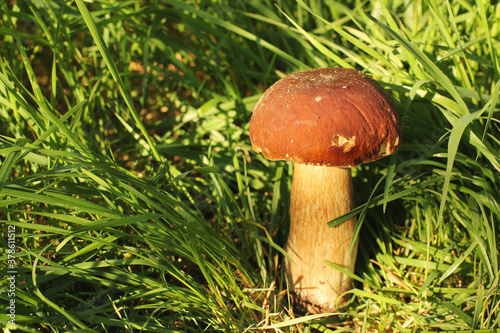 White mushroom in the grass. The mushroom is illuminated by the sun. Nature