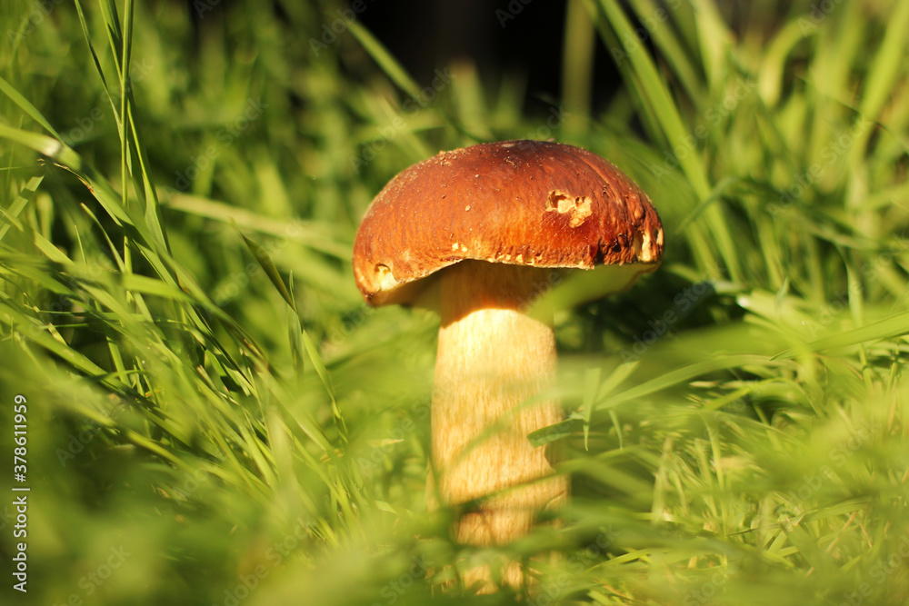 White mushroom in the grass. The mushroom is illuminated by the sun. Nature White mushroom in the grass. The mushroom is illuminated by the sun. Nature