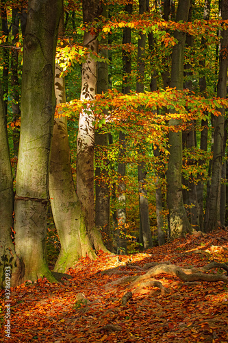 Wonderful Pathway in the fo...
