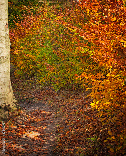 Wonderful Pathway in the fo...