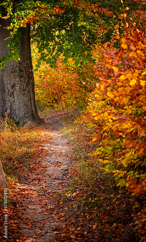 Wonderful Pathway in the forest at autumn