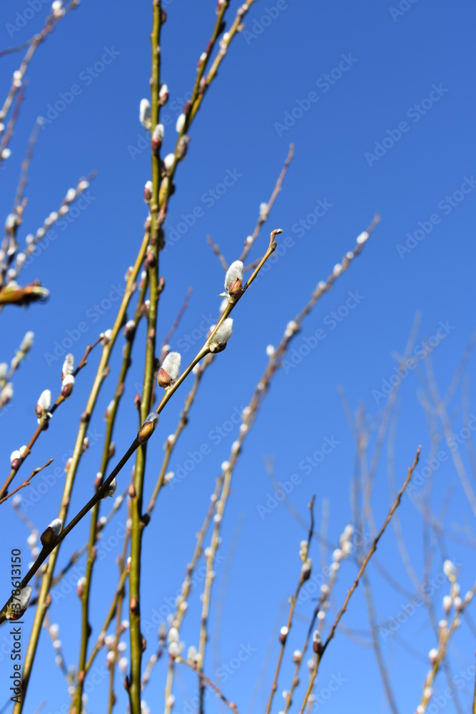 branches against blue sky