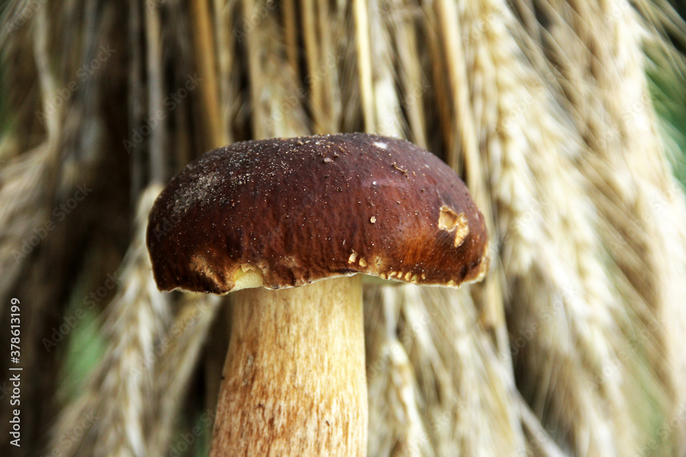 White mushroom on the background of spikelets. Boletus edulis White mushroom on the background of spikelets. Boletus edulis