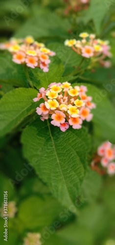 orange flower with leaves