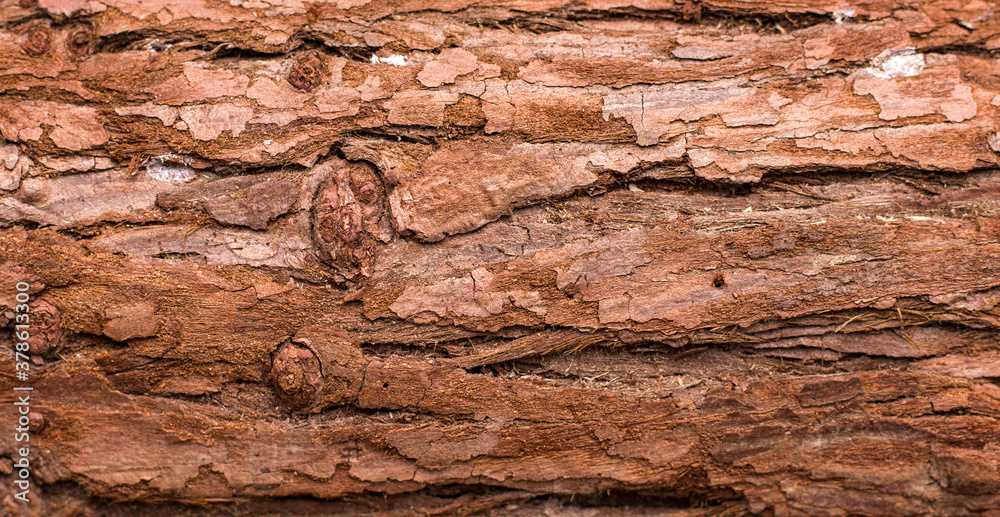 Tree bark texture close up Tree bark texture close up