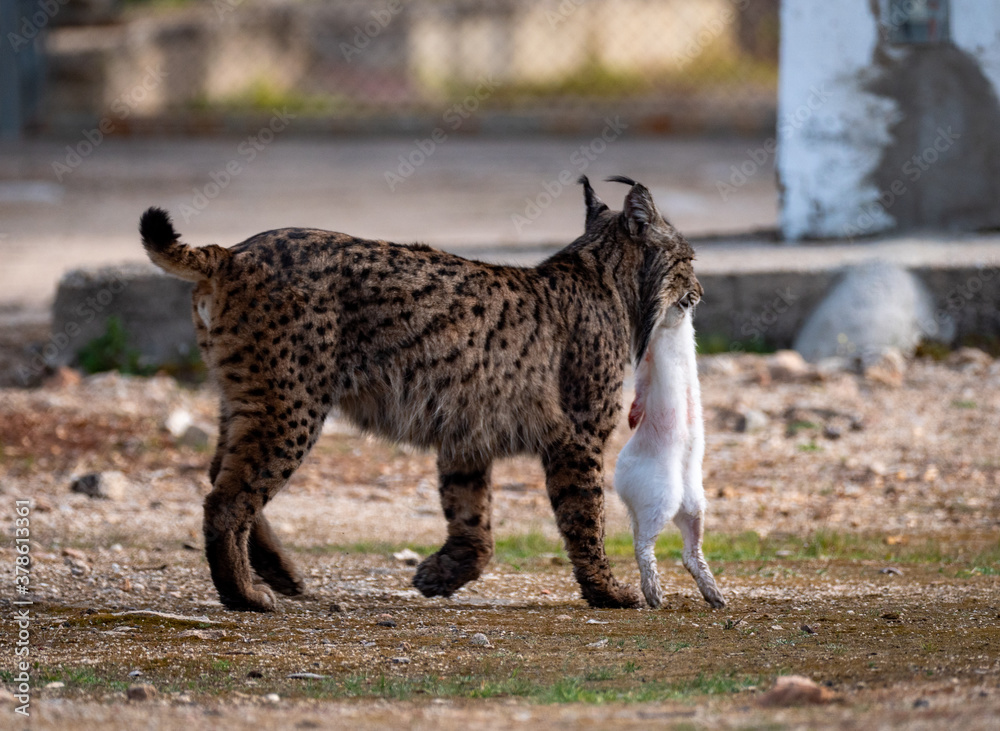 Obraz premium Iberian lynx carrying its prey in its mouth