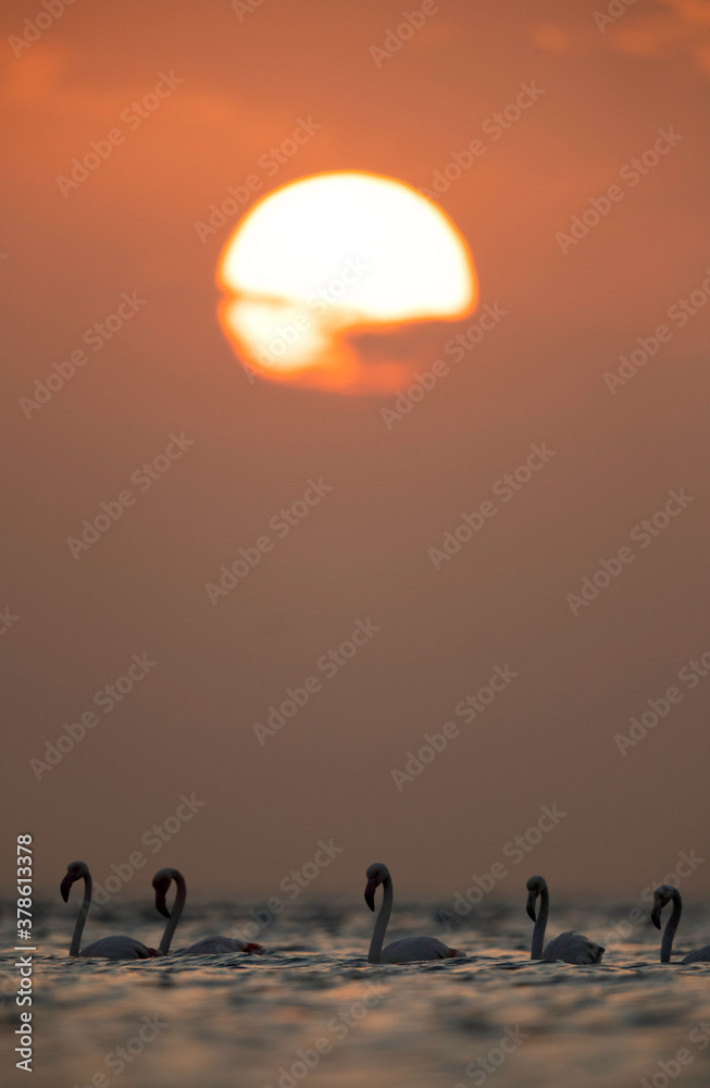 Fototapeta premium Greater Flamingos and the morning sunrise at Asker coast, Bahrain