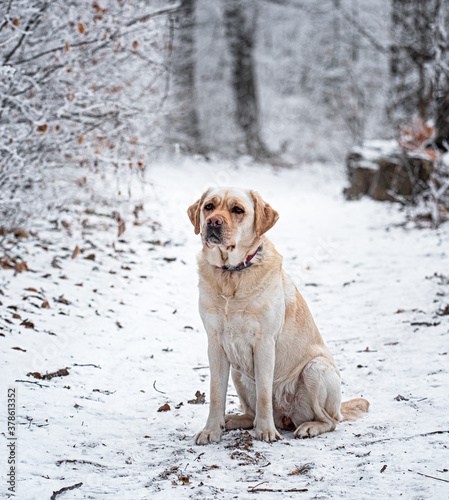 Nice labrador dog in the fo...