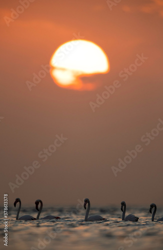 Greater Flamingos and the morning sunrise at Asker coast, Bahrain © Dr Ajay Kumar Singh