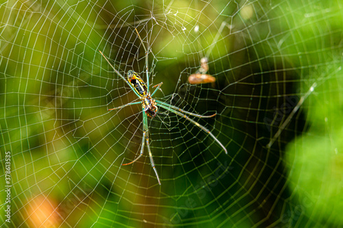 spider web insect nepal