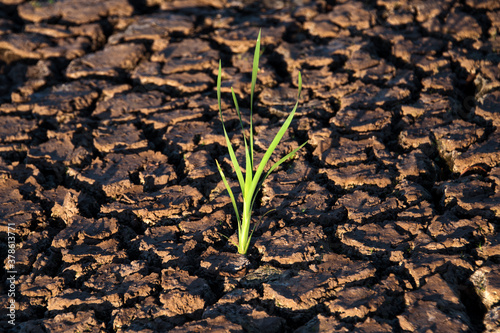 Lonely green sprout in dry cracked ground. Green plant growing through cracks in the ground, nature fighting the heat. Drought, cracked ground. Symbol of weather and climate changes