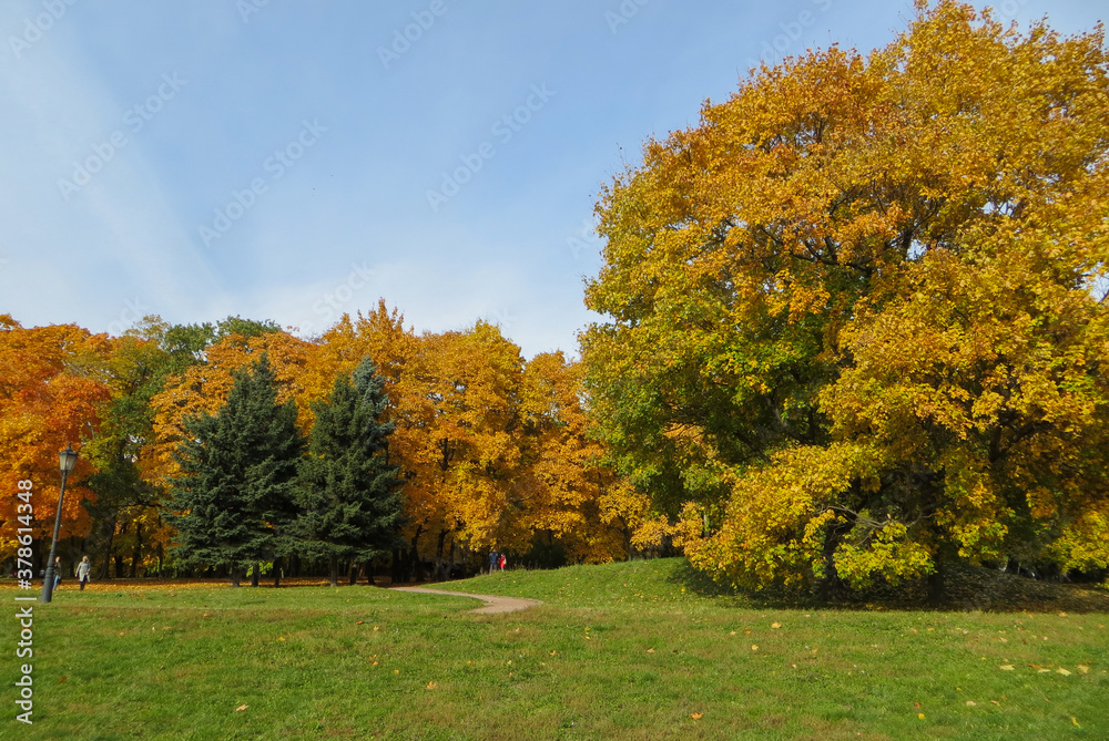 Naklejka premium autumn trees in the park
