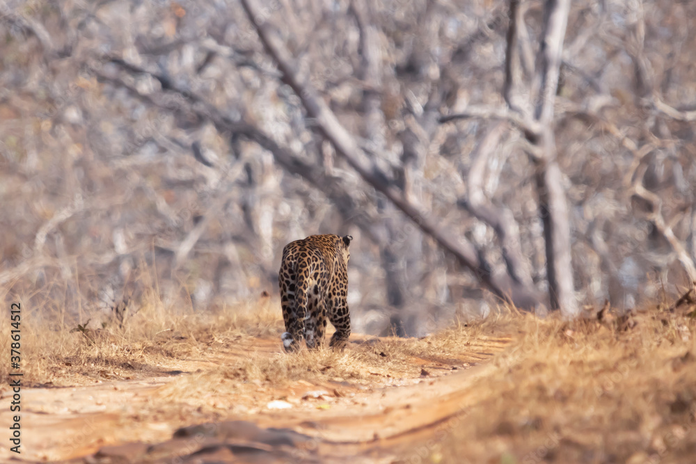 Fototapeta premium Leopard On Way back to the Wild