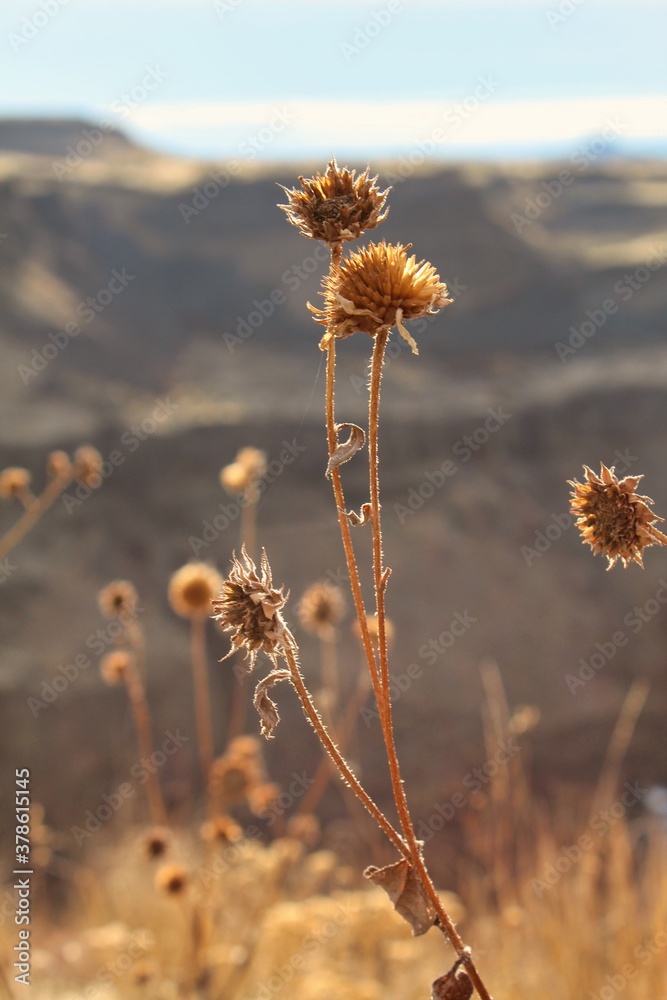 Dried autumn wildflower in the morning