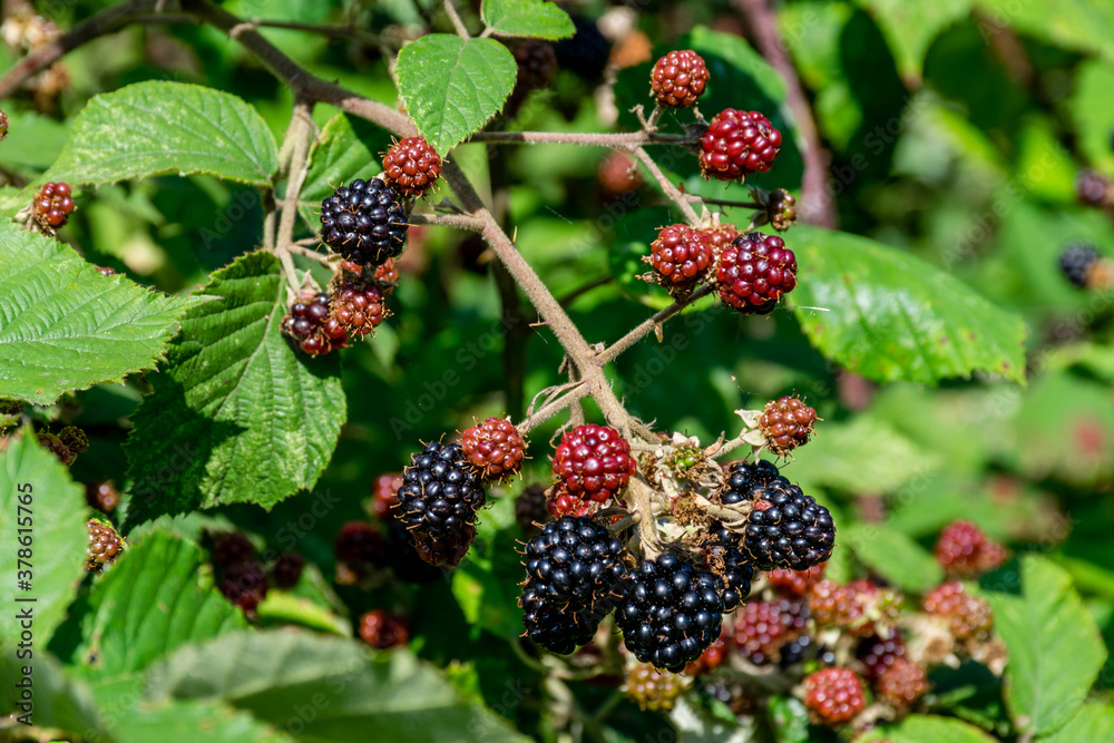 Fresh blackberry berries on the branch Fresh blackberry berries on the branch