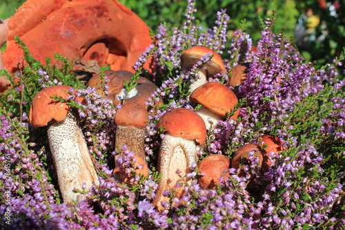 Group of aspen mushrooms with Heathe photo