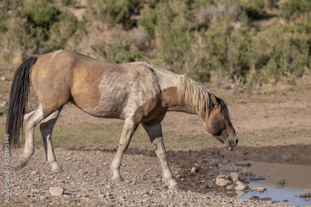 Wild Horse in the Utah Desert Wild Horse in the Utah Desert