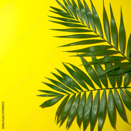 Top view of green tropical leaf on yellow background