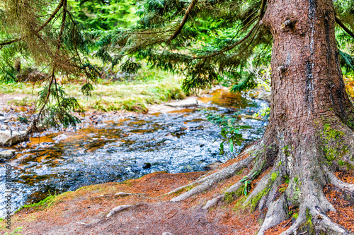 Red creek in Dolly Sods  West Virginia during autumn  fall with one  large green pine tree trunk in forest and water river  fallen leaves