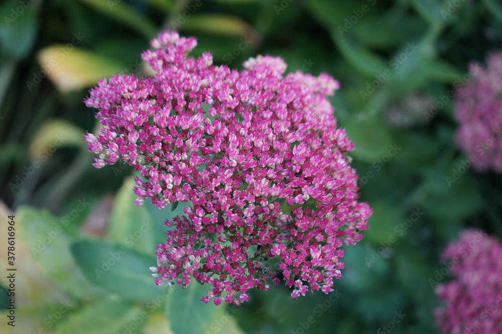 Eine Staude genannt Fette Henne, macro flower head pink Eine Staude genannt Fette Henne, macro flower head pink
